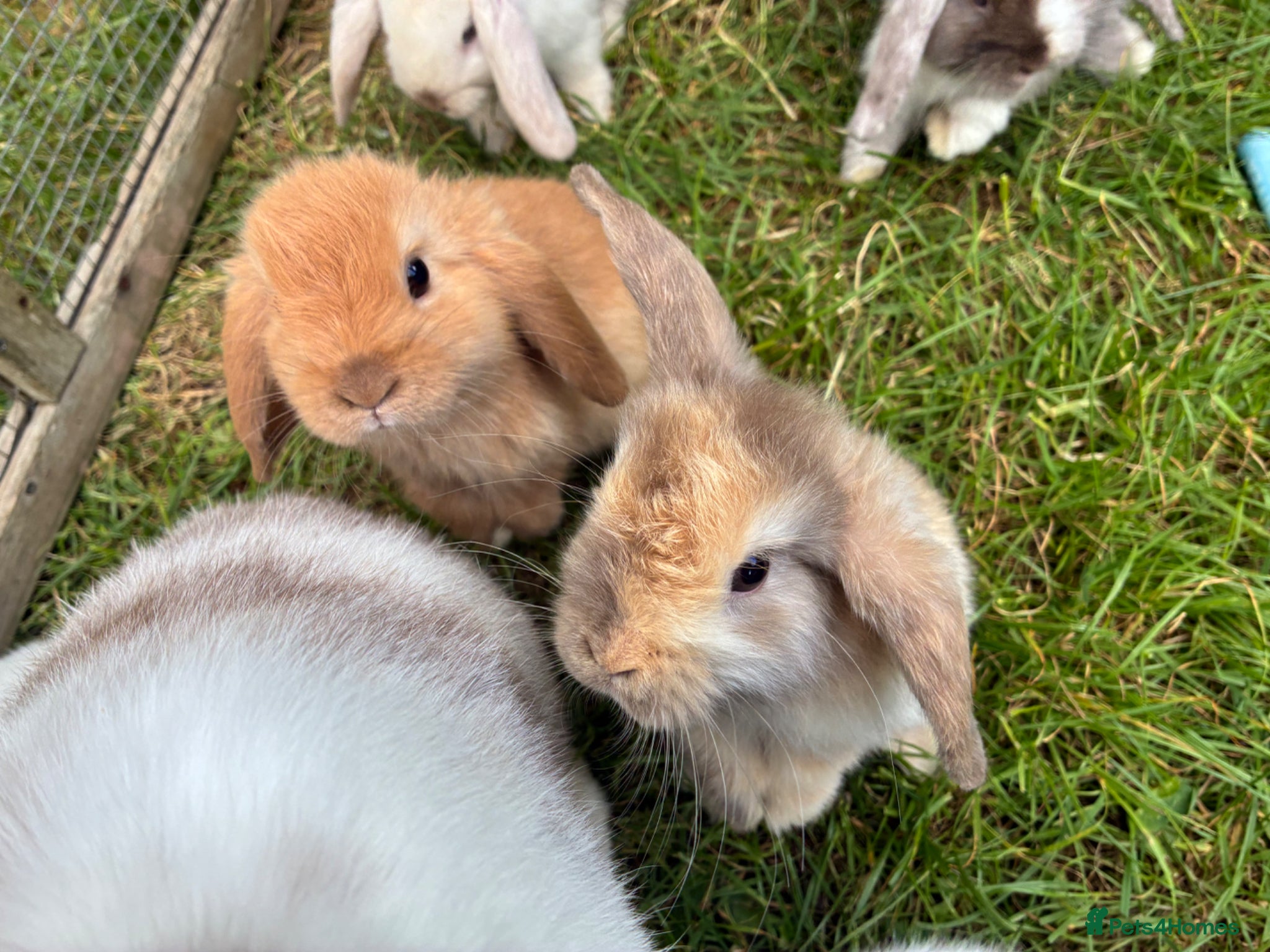 Lionhead rabbits 6 minilop babies & 1 lionlop girl  - Advert 21