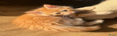Maine Coon 1