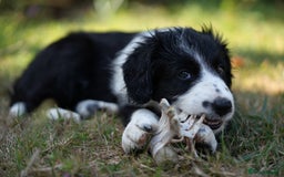 Mixed Breed dogs for sale: Collie mixed breed puppies - Image 10