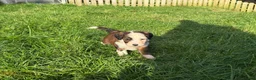 Bernedoodle dogs for sale: Outstanding Bernedoodle F1bs - Advert 7
