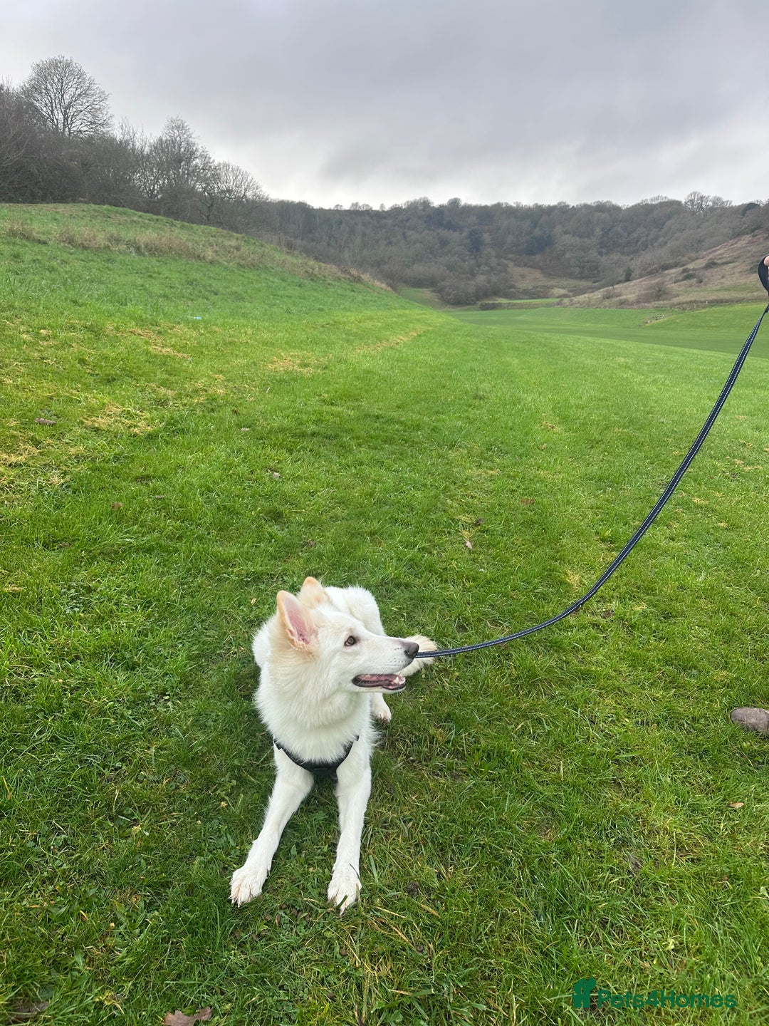 German Shepherd dogs for sale: Huge Potential Shepherd for the Right Home - Advert 4