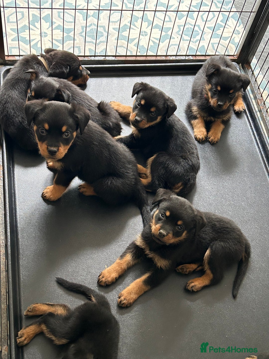 Mixed Breed King Shepherd Rottweiler Mix German Shepherd Rottie