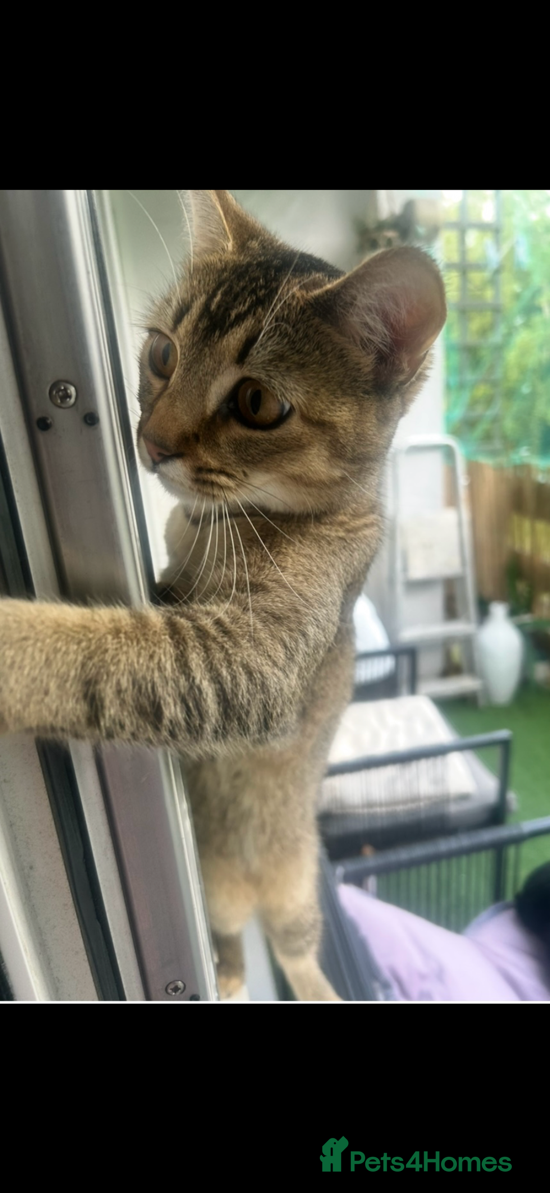 Mixed Breed cats for sale: Bambi - Image 4