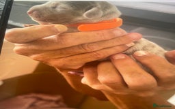 Dachshund dogs for sale: Mini Dachshunds 2 weeks old - Image 3