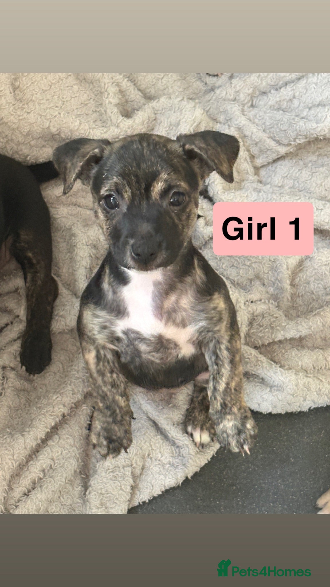 Mixed Breed dogs Jack Russell Cross Pocket Bully Puppies - Advert 18