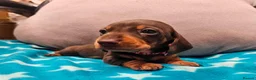 Miniature Dachshund dogs for sale: Beautiful KC Miniature Dachshund Puppies 🐾 - Advert 27