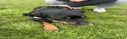 Mixed Breed dogs for sale: Rottweiler x jack russel 10 years old in Middlesbrough - Advert 3