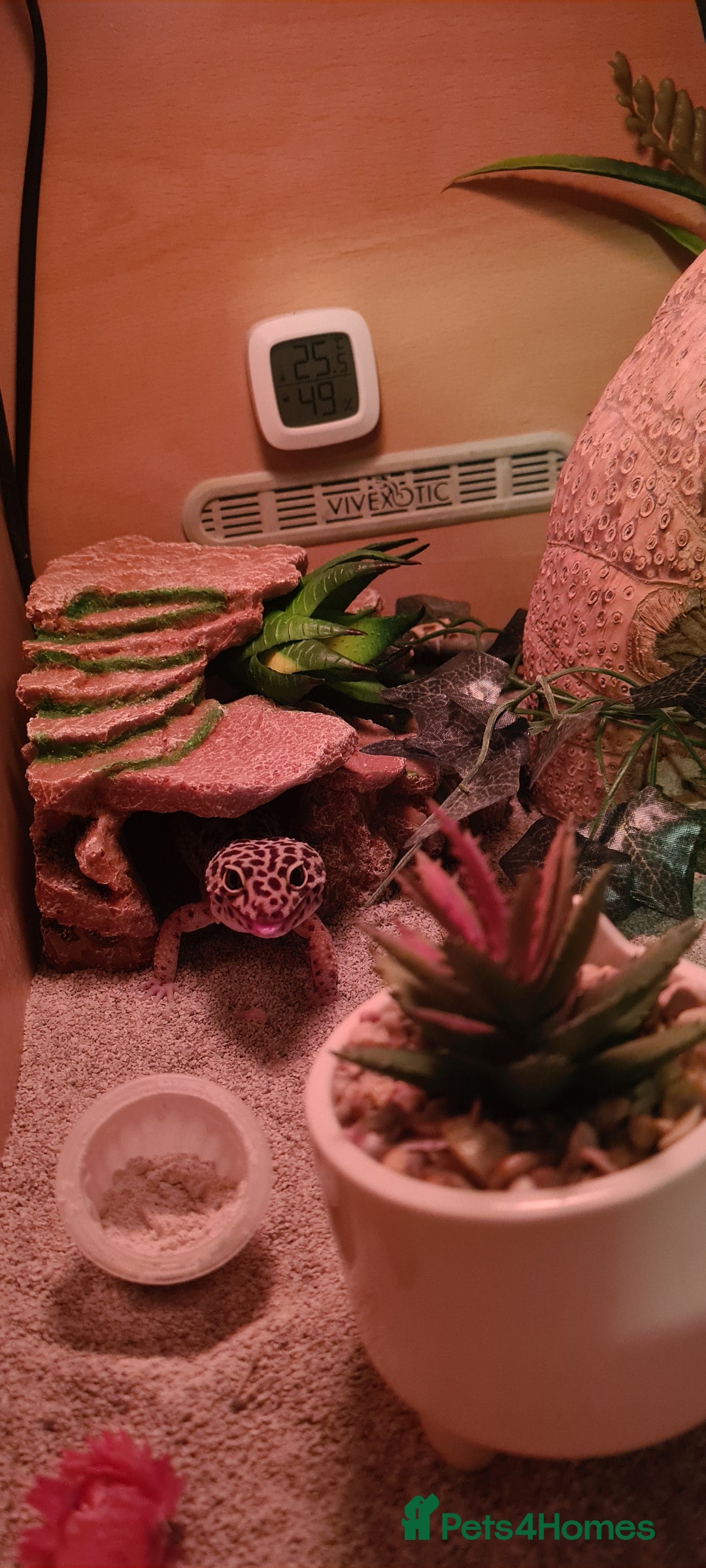 Leopard Gecko reptiles for sale: Leopard Gecko with vivarium for sale - Advert 2