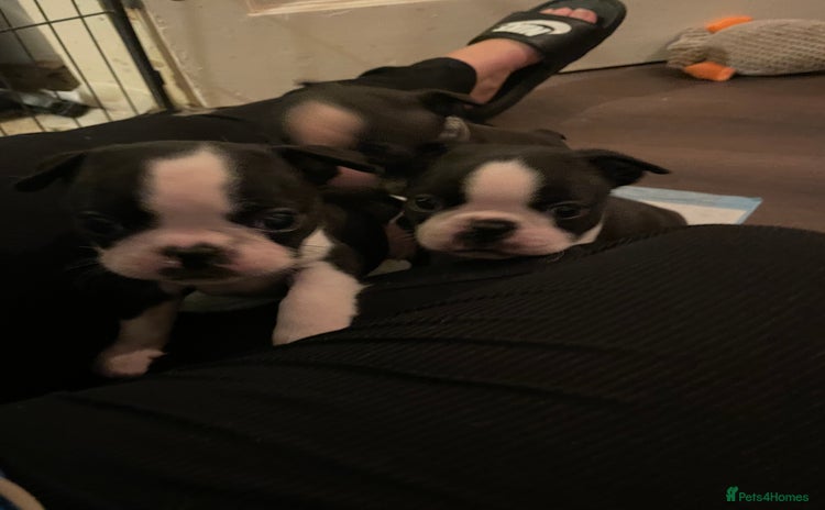 Boston Terrier dogs - Advert 1