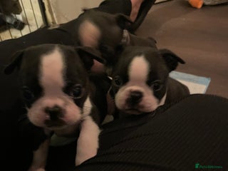 Boston Terrier dogs - Advert 4