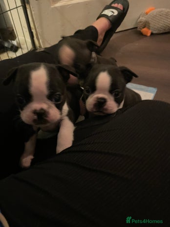 Boston Terrier dogs - Advert 1