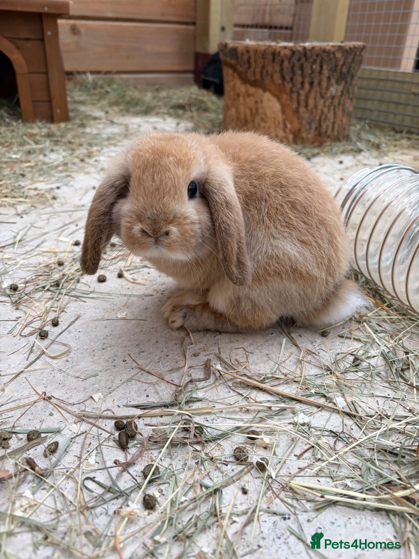 Mini Lop rabbits Mini Lops  - Advert 16