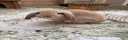 Mini Lop rabbits for sale: Mini Lops  - Advert 1