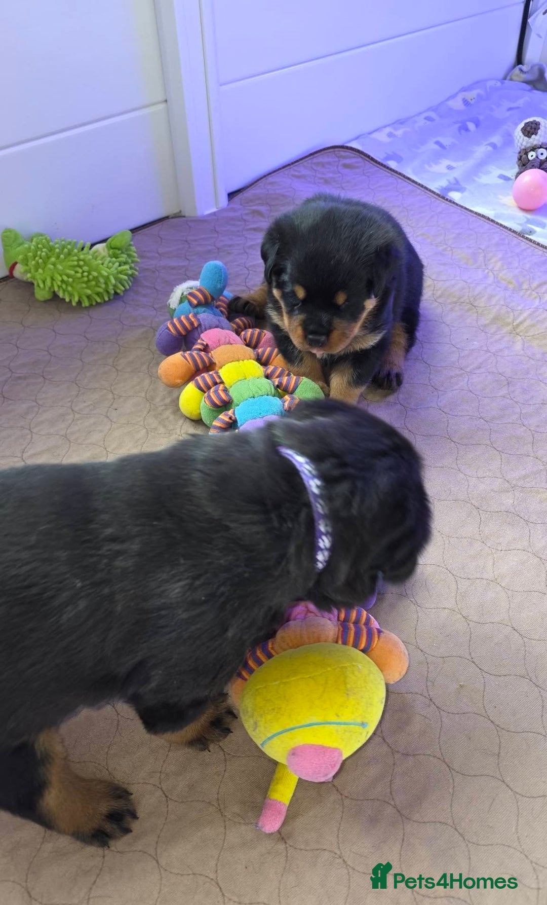 Rottweiler dogs for sale: outstanding Rottweiler pups excellent bloodlines. - Advert 2