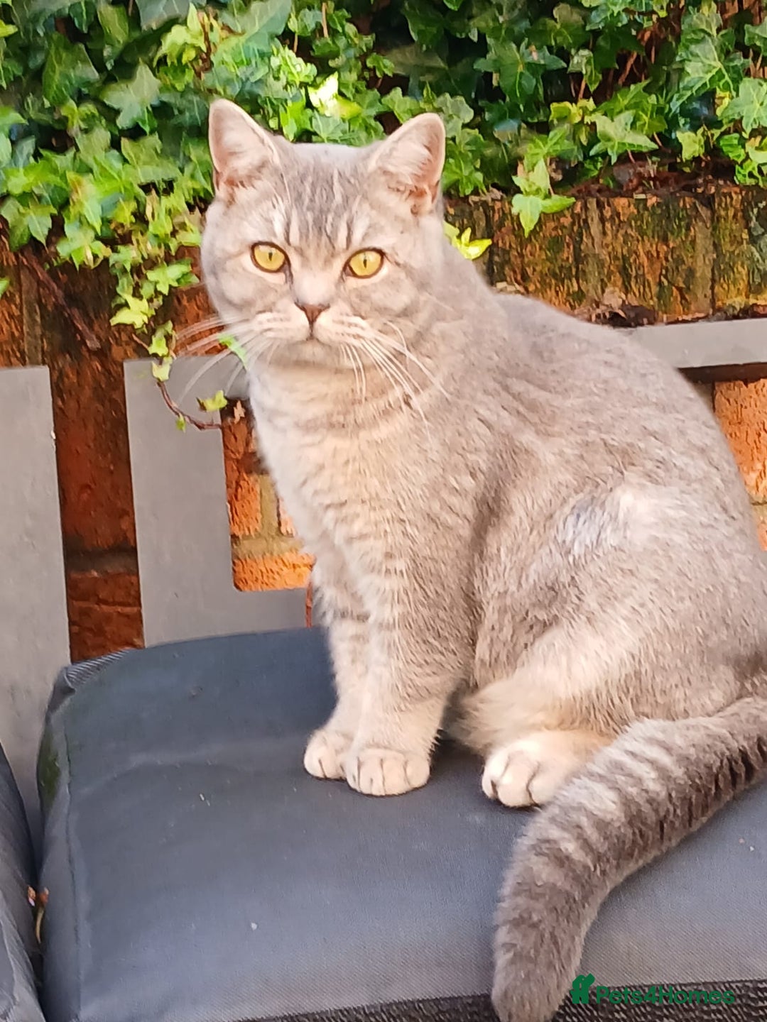 British Shorthair cats for sale: Stunning Blue golden shaded BSH male kittens  - Advert 1