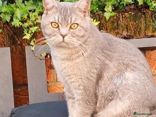 British Shorthair cats Stunning Blue golden shaded BSH male kittens - Advert 17