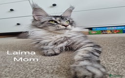 Maine Coon cats for sale: Purebred King Size Maine Coon kittens  - Image 22