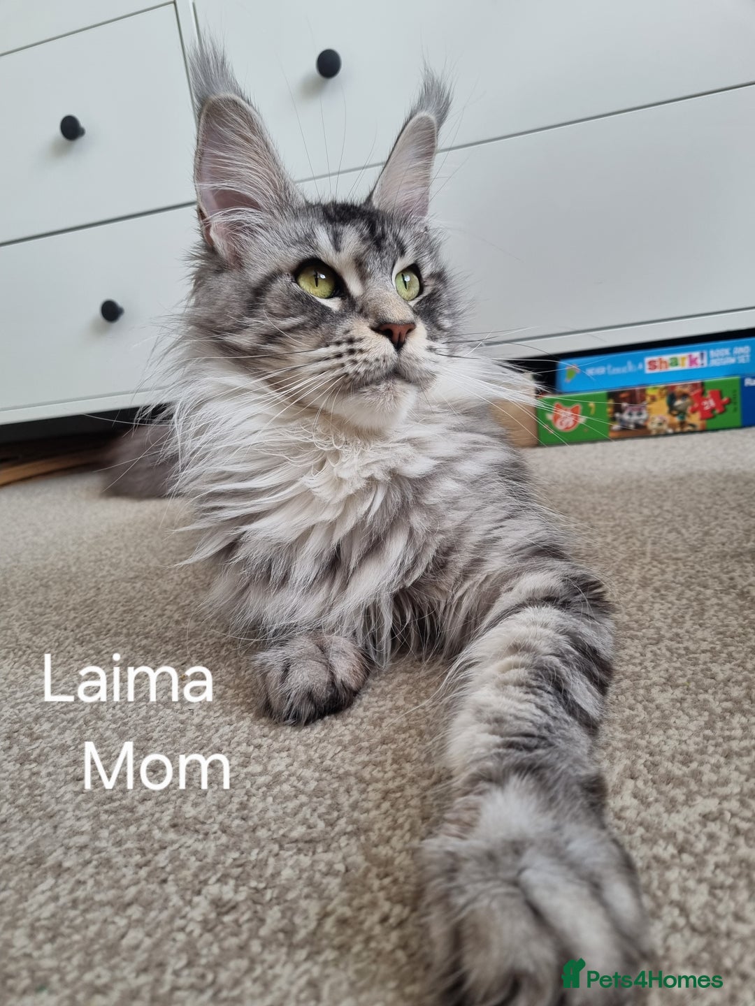 Maine Coon cats for sale: Purebred King Size Maine Coon kittens  - Image 22