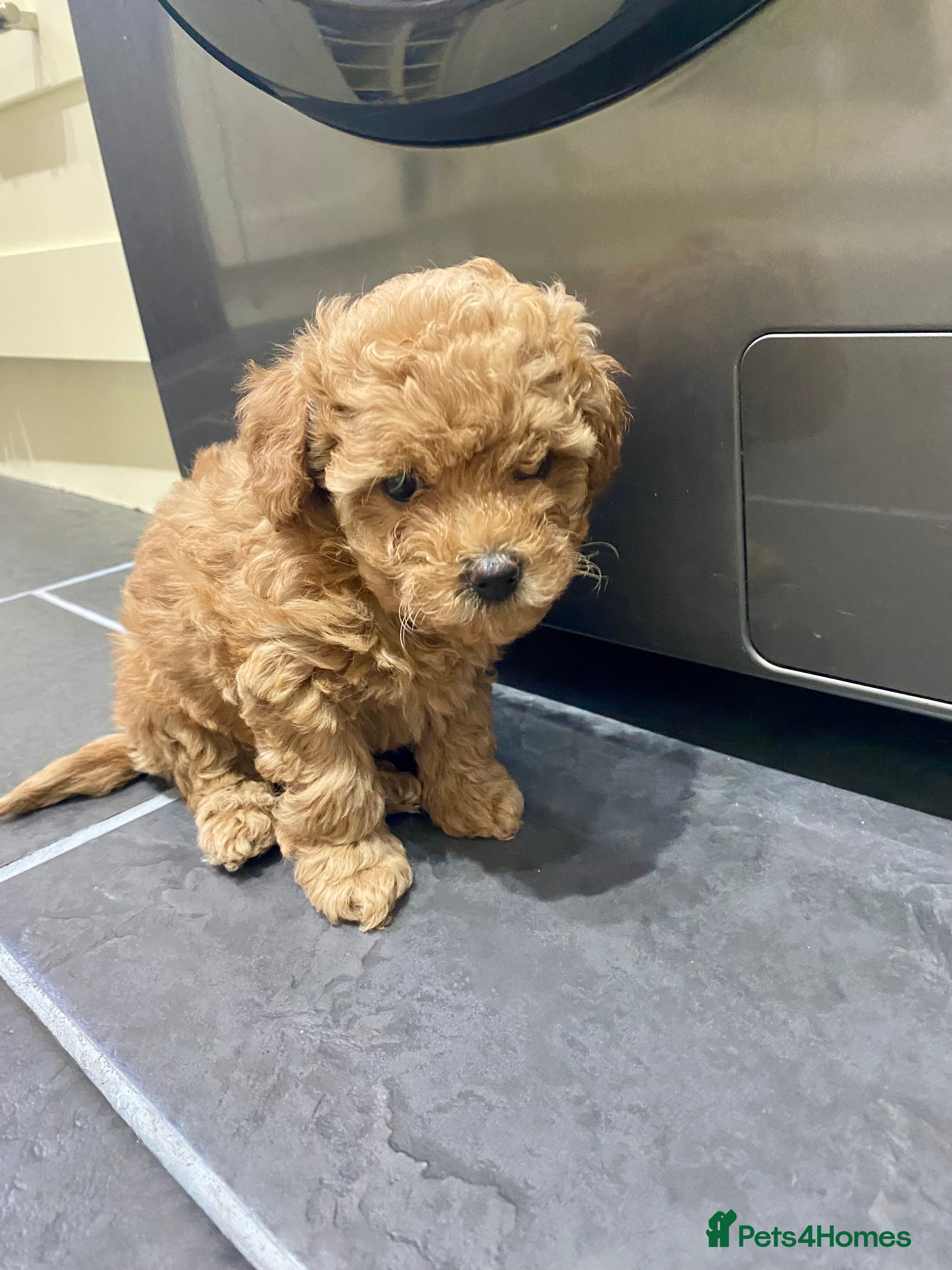 Poochon dogs ♥️RARE Tiny Asian Toy poodle Xx Toy Poochon ♥️ - Advert 10
