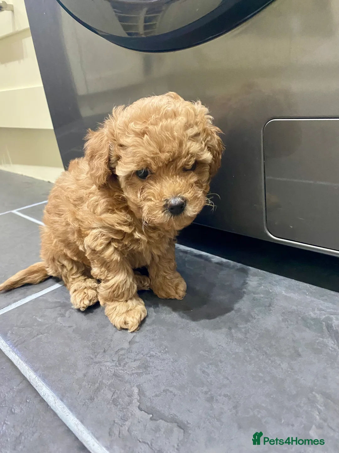 Poochon dogs for sale: ♥️RARE Tiny Asian Toy poodle Xx Toy Poochon ♥️ - Advert 1