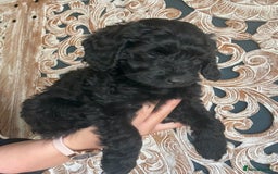 Cockapoo dogs for sale: ✨ Gorgeous Cockapoo Puppies ✨ - Image 10