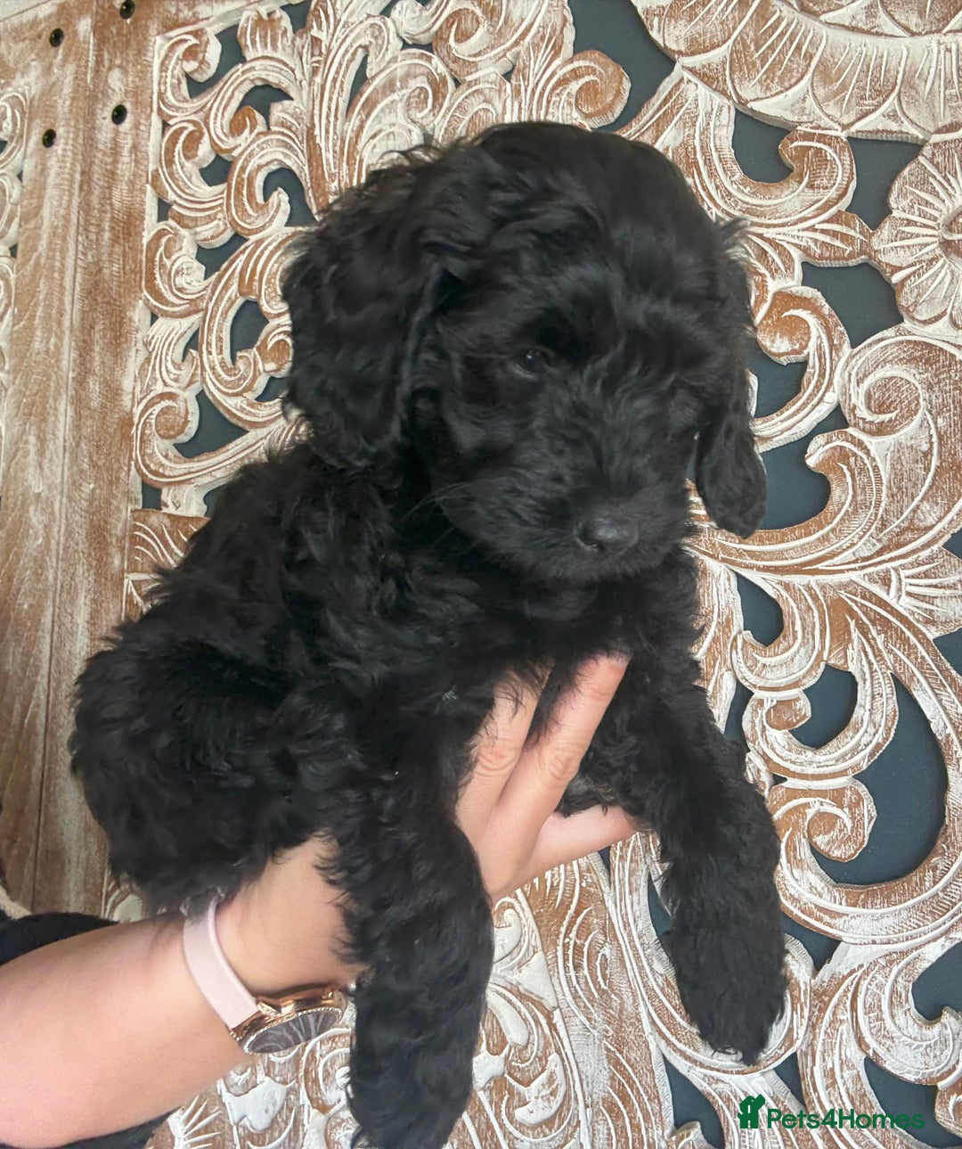 Cockapoo dogs for sale: ✨ Gorgeous Cockapoo Puppies ✨ - Image 10