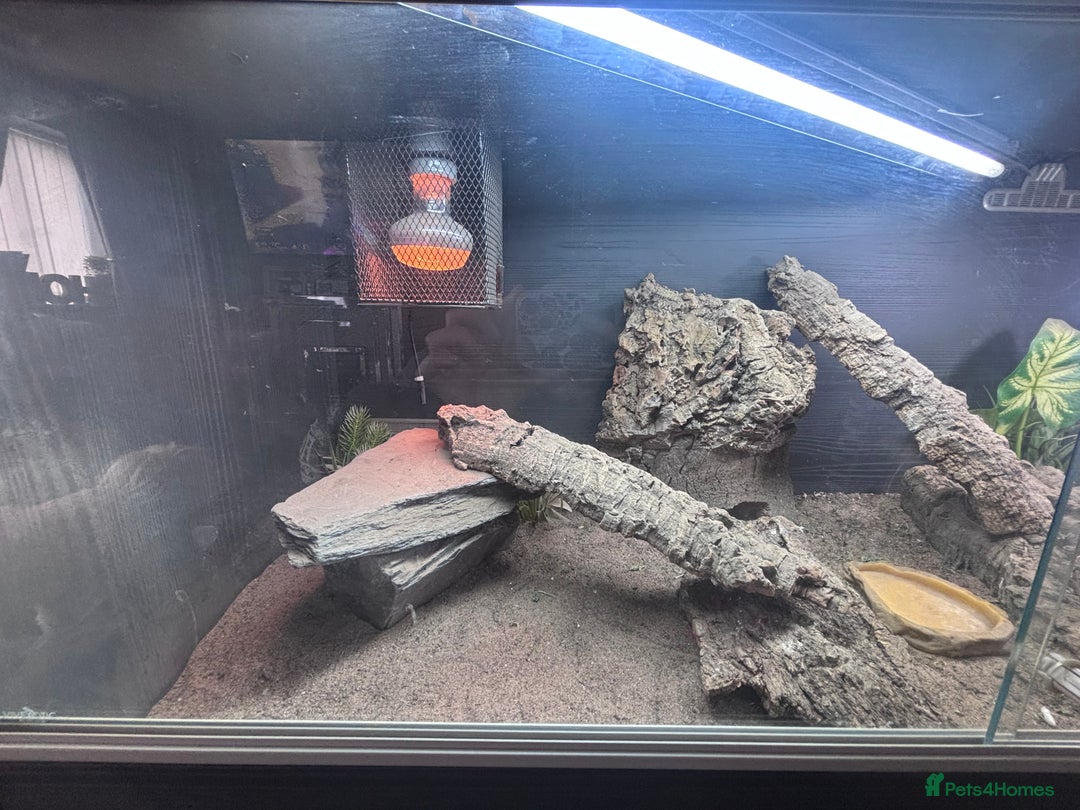 Bearded Dragon reptiles for sale: Bearded dragon with full set up  - Image 5