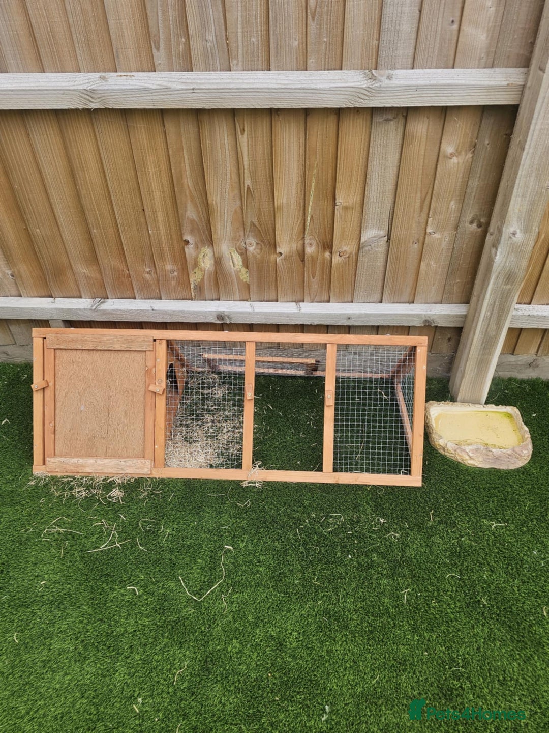 Tortoise reptiles for sale: Tortoise Hermann  - Image 6