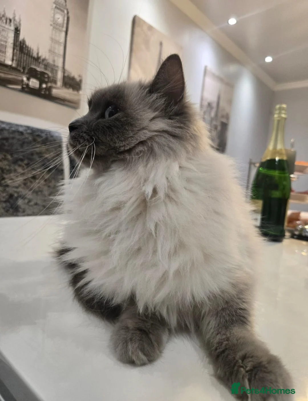 Ragdoll cats for sale: Pedigree Active Ragdoll female health tested  - Advert 3