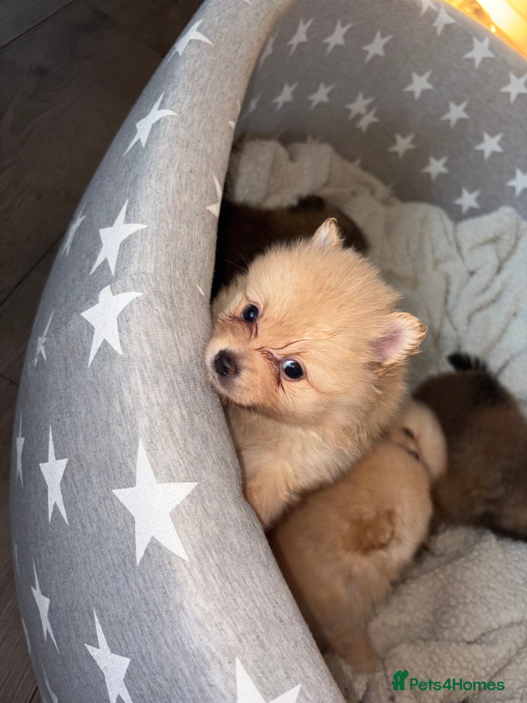 Pomeranian dogs for sale: ** Pomeranian Puppies 🐶🤍🐻🤎 - Image 28