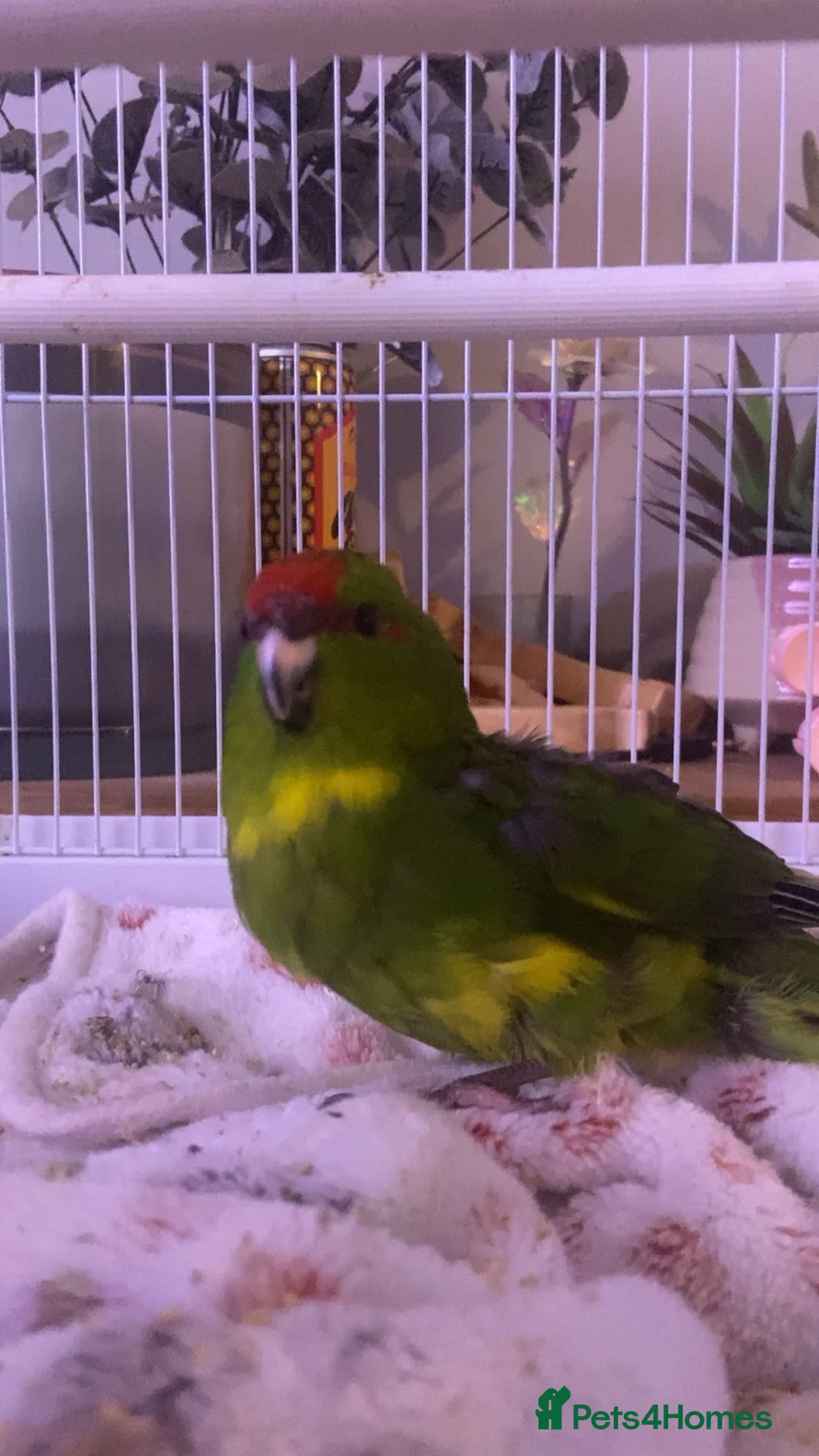 Parakeets birds for sale: Kakariki parakeet for sale  - Advert 1