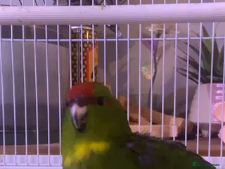 Parakeets birds Kakariki parakeet for sale - Advert 2