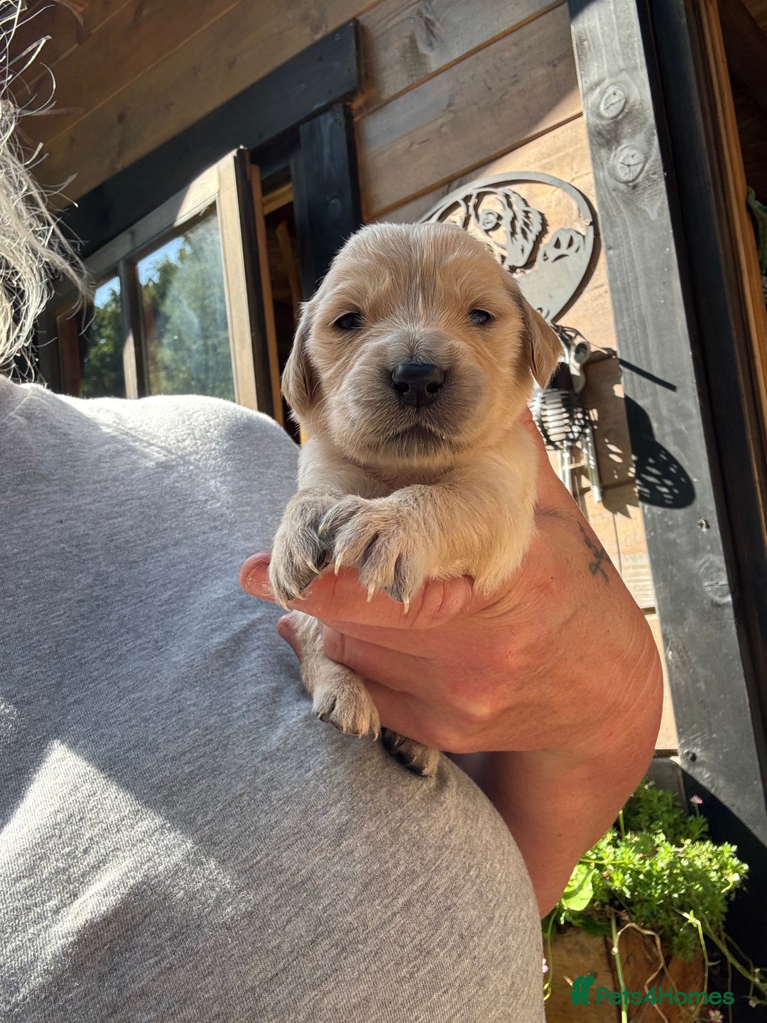 Golden Retriever dogs for sale: Beautiful golden retrievers  in Northwich - Image 1