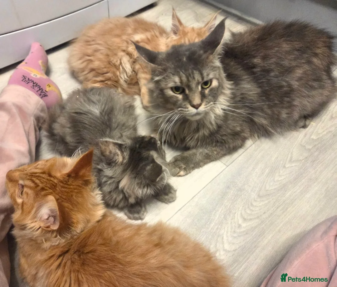 Maine Coon cats for sale: TiCA reg/Parents Fully Health Tested - Advert 19