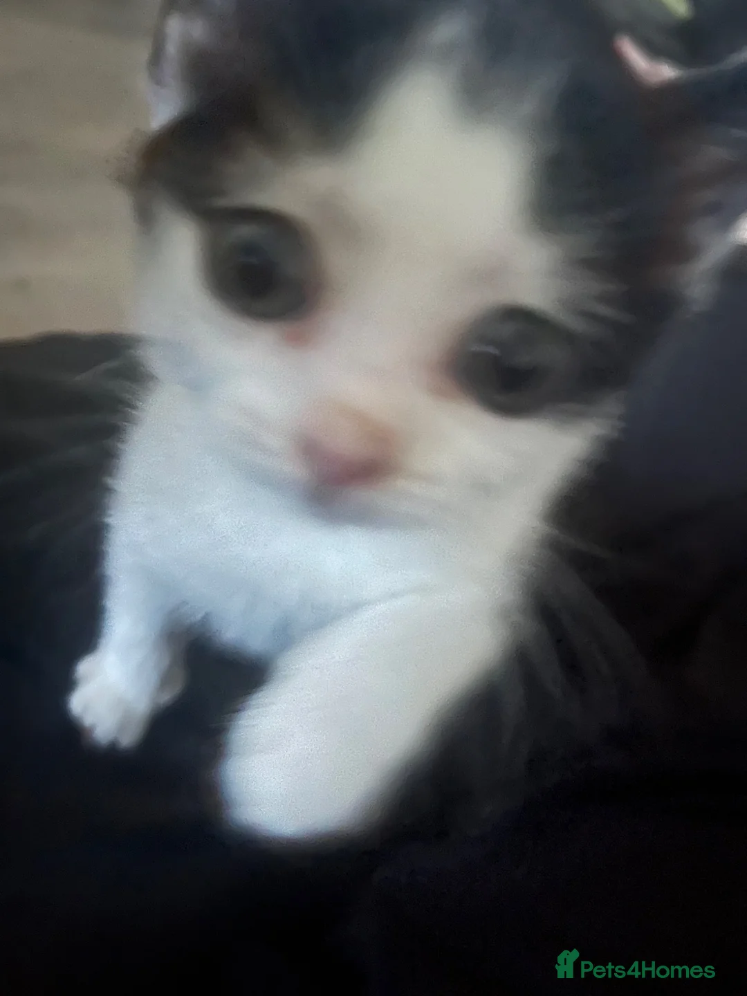 Mixed Breed cats for sale: Male kitten  - Advert 2