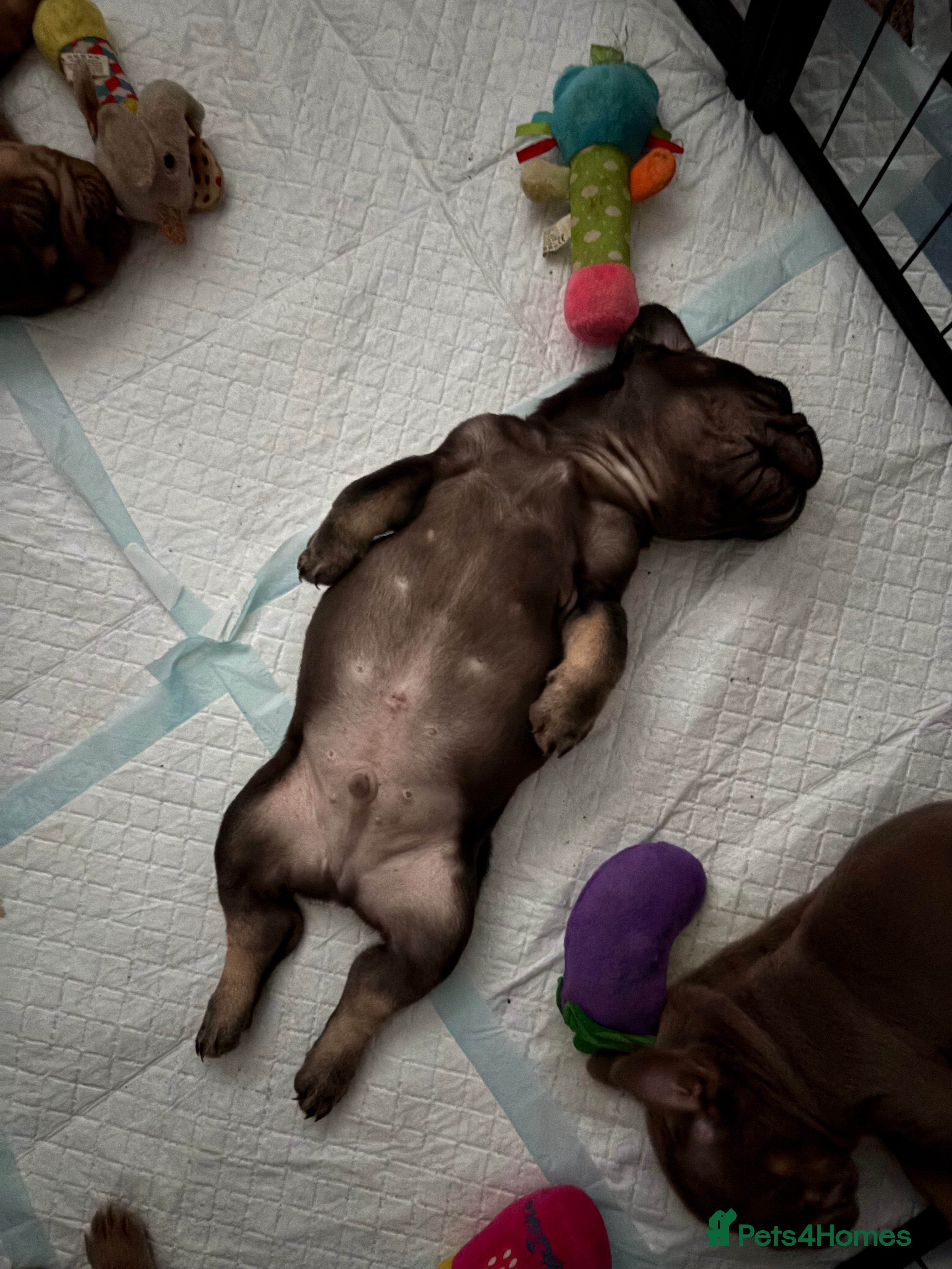 French Bulldog dogs ❤️READY TO LEAVE French-bulldog puppies ❤️ - Advert 2