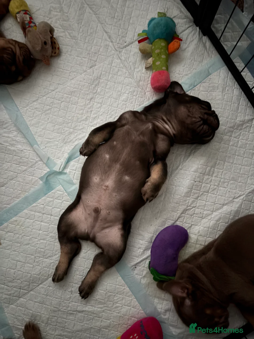 French Bulldog dogs for sale: ❤️READY TO LEAVE French-bulldog puppies ❤️ - Advert 2