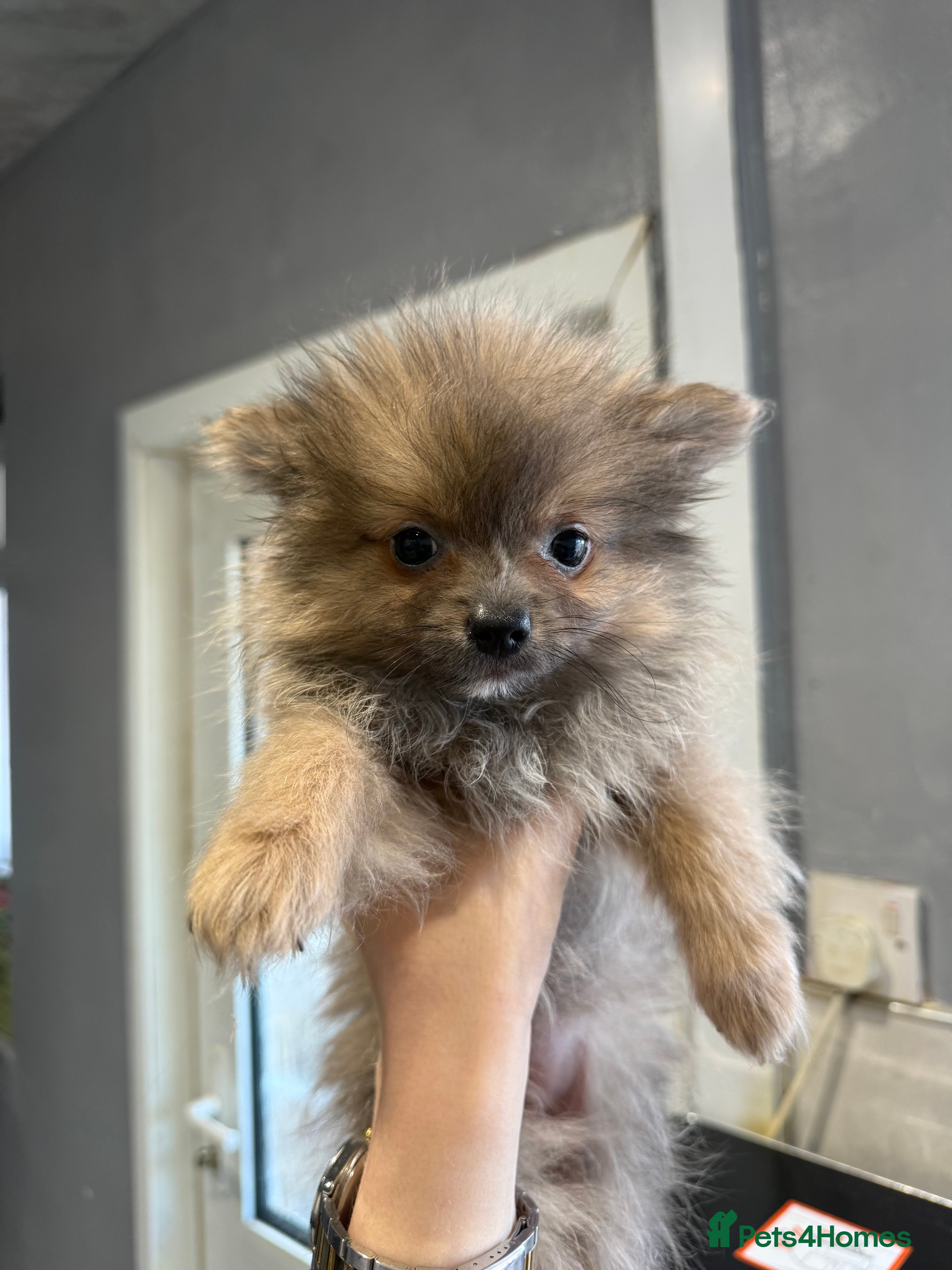 Pomeranian dogs Pomeranian puppies  - Advert 2
