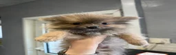 Pomeranian dogs for sale: Pomeranian puppies  - Advert 2