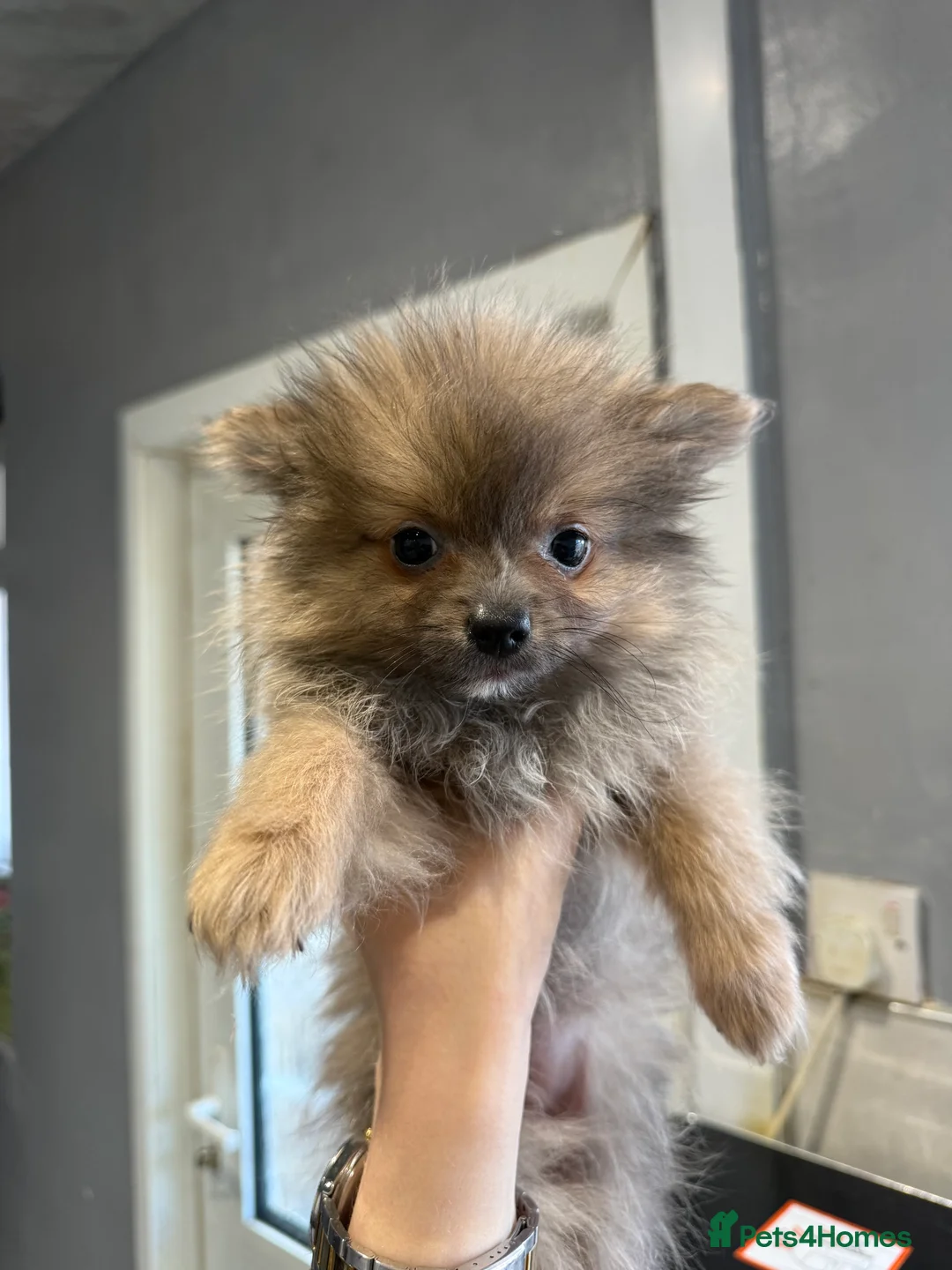 Pomeranian dogs for sale: Pomeranian puppies  - Advert 2
