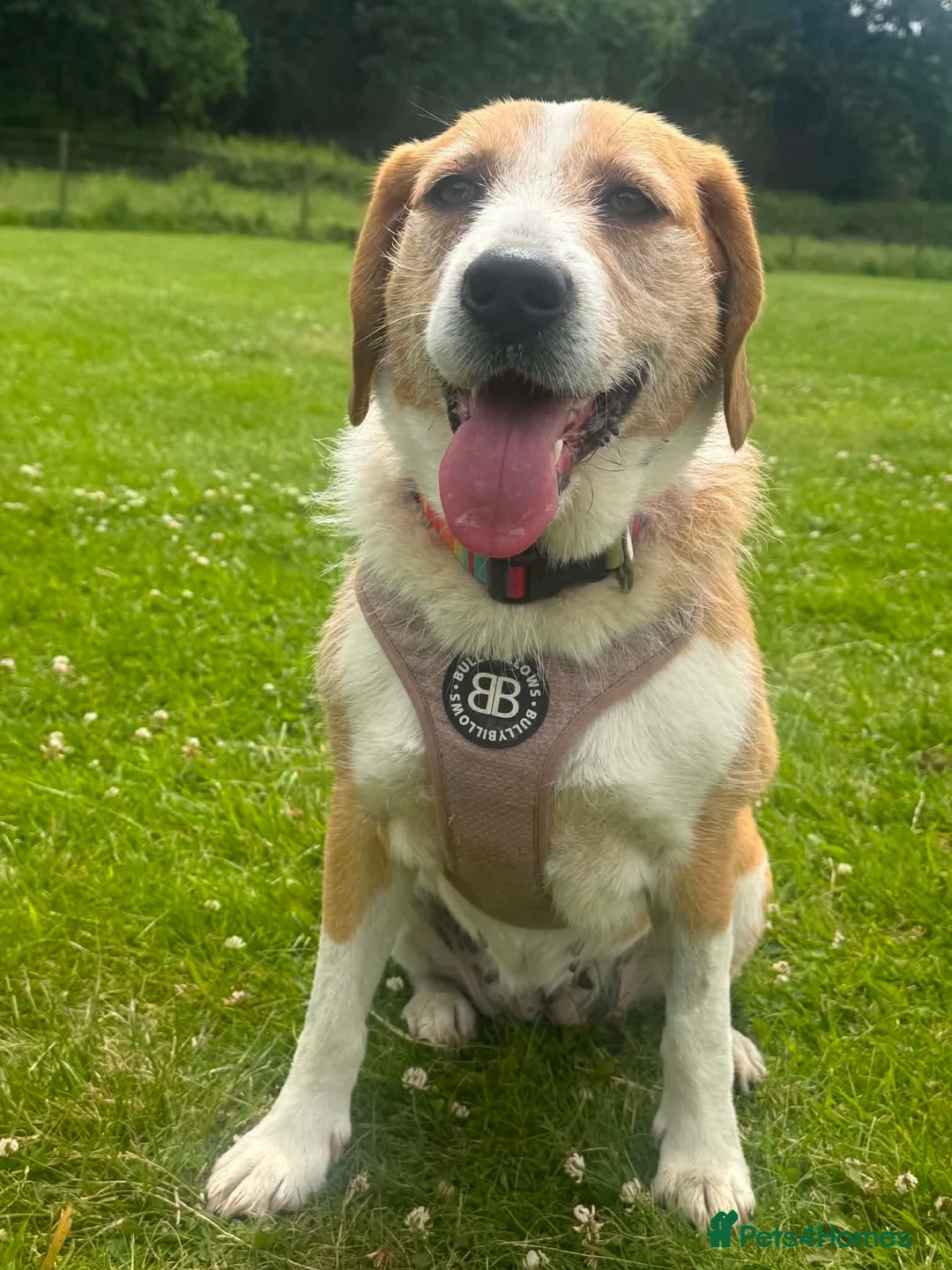 Mixed Breed dogs for adoption: LUCIA - ALL HEART ❤️ CUDDLES & FUN in Derby - Advert 2
