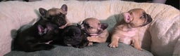 French Bulldog dogs for sale: Beautiful French bulldog  - Advert 9
