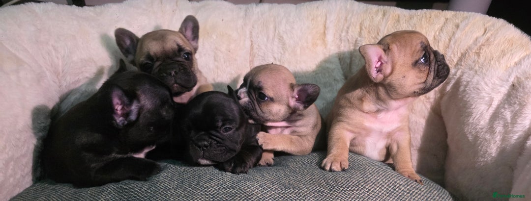French Bulldog dogs for sale: Beautiful French bulldog  - Advert 9