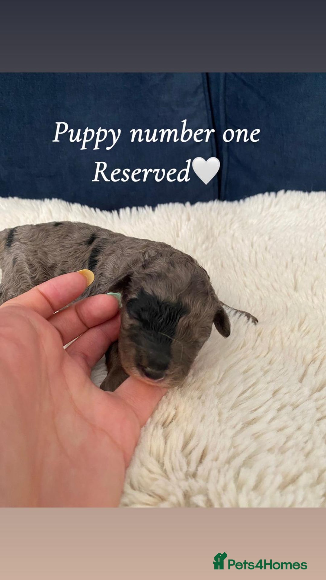 Maltipoo dogs for sale: 🐾Very Rare Jet Black Maltipoo Girl Left 🐾 - Image 8