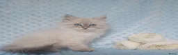 Siberian cats for sale: GCCF Registered Siberian Kitten For Sale  - Advert 5