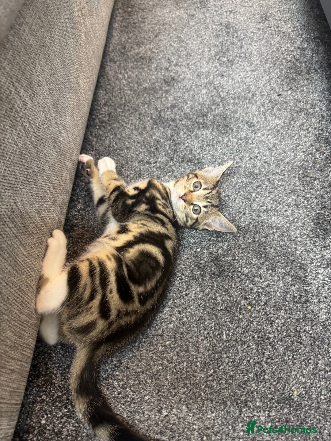 Mixed Breed cats for sale: Energetic & playful Tabby cat - Advert 7