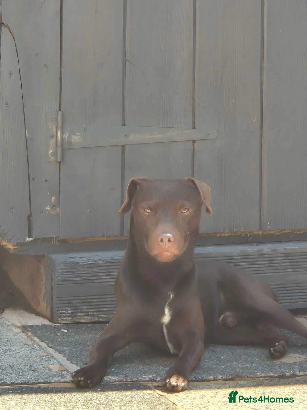 Patterdale Terrier dogs for stud: Patterdale - Advert 2