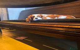 Cavalier King Charles Spaniel dogs for sale: 1 yr old Cavalier King Charles-Loving Home Needed - Advert 9