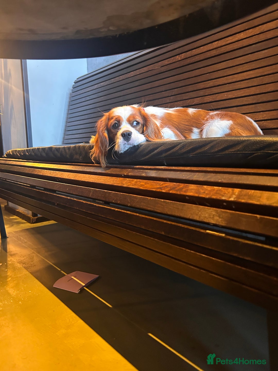 Cavalier King Charles Spaniel dogs for sale: 1 yr old Cavalier King Charles-Loving Home Needed - Advert 9