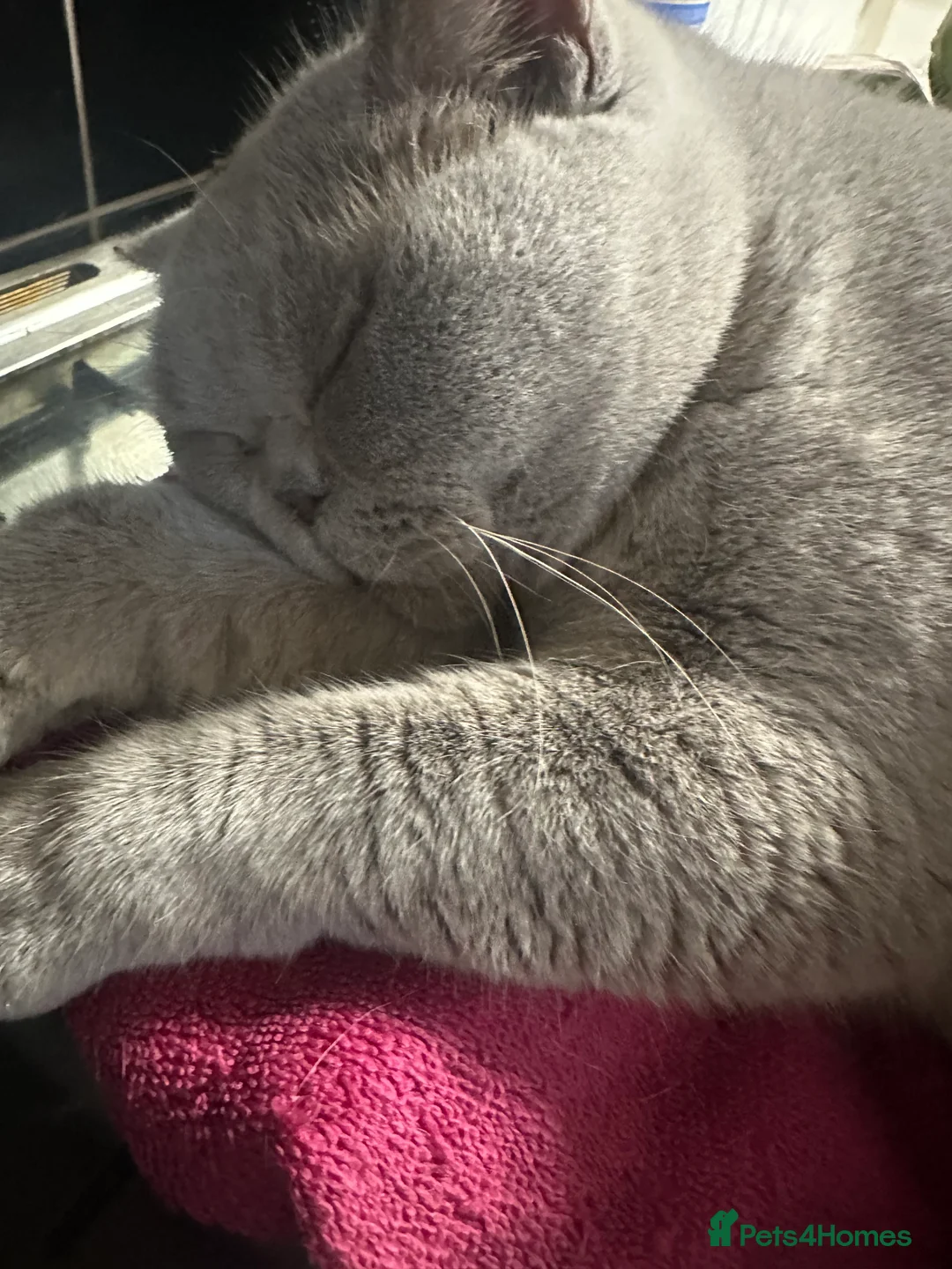 British Shorthair cats for sale: Gccf british shorthair lilac girl active  - Advert 2